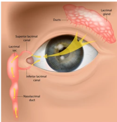 Why Do My Eyes Water? Common Causes & When to See a Doctor Tear film and tear drainage system of the eye